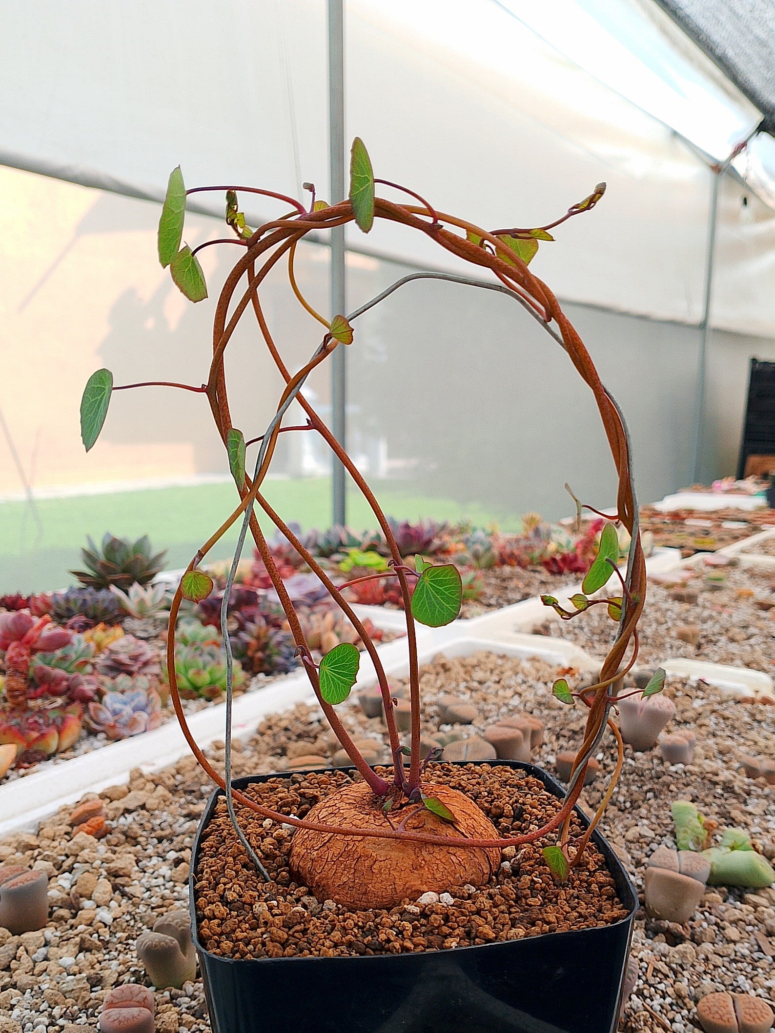 Conophytum y más