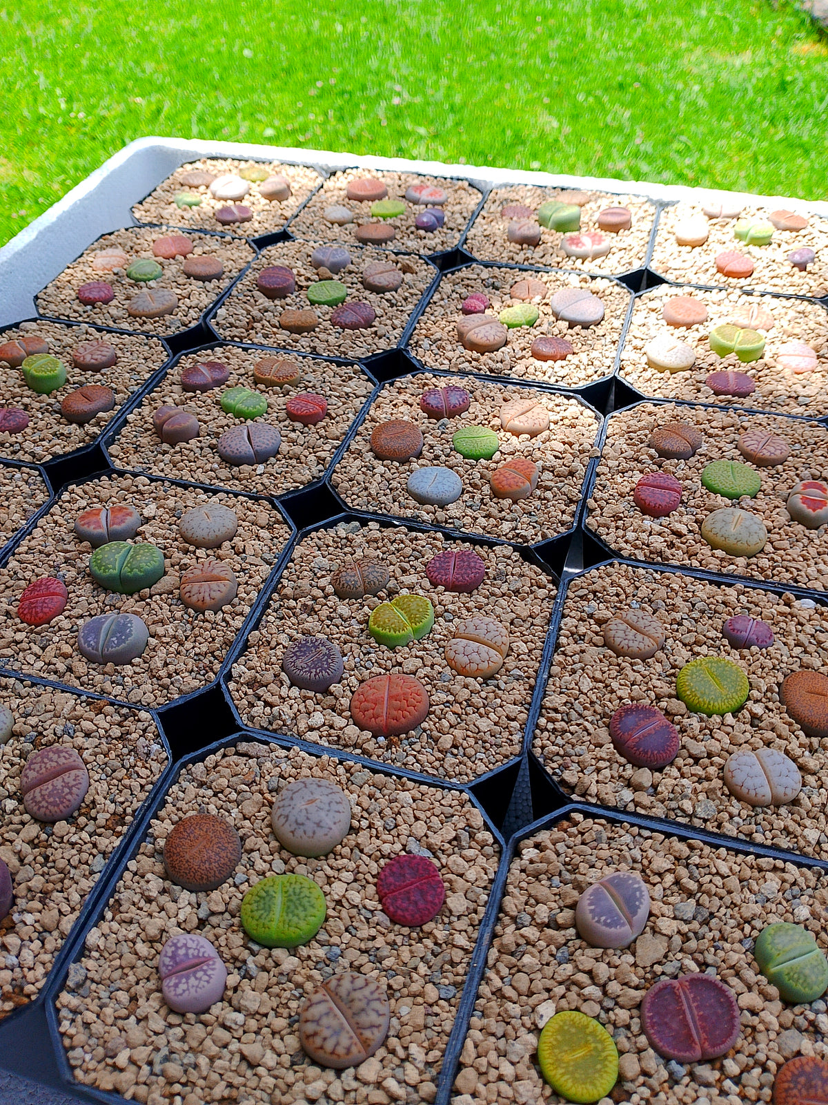 Lithops híbridos y cultivares