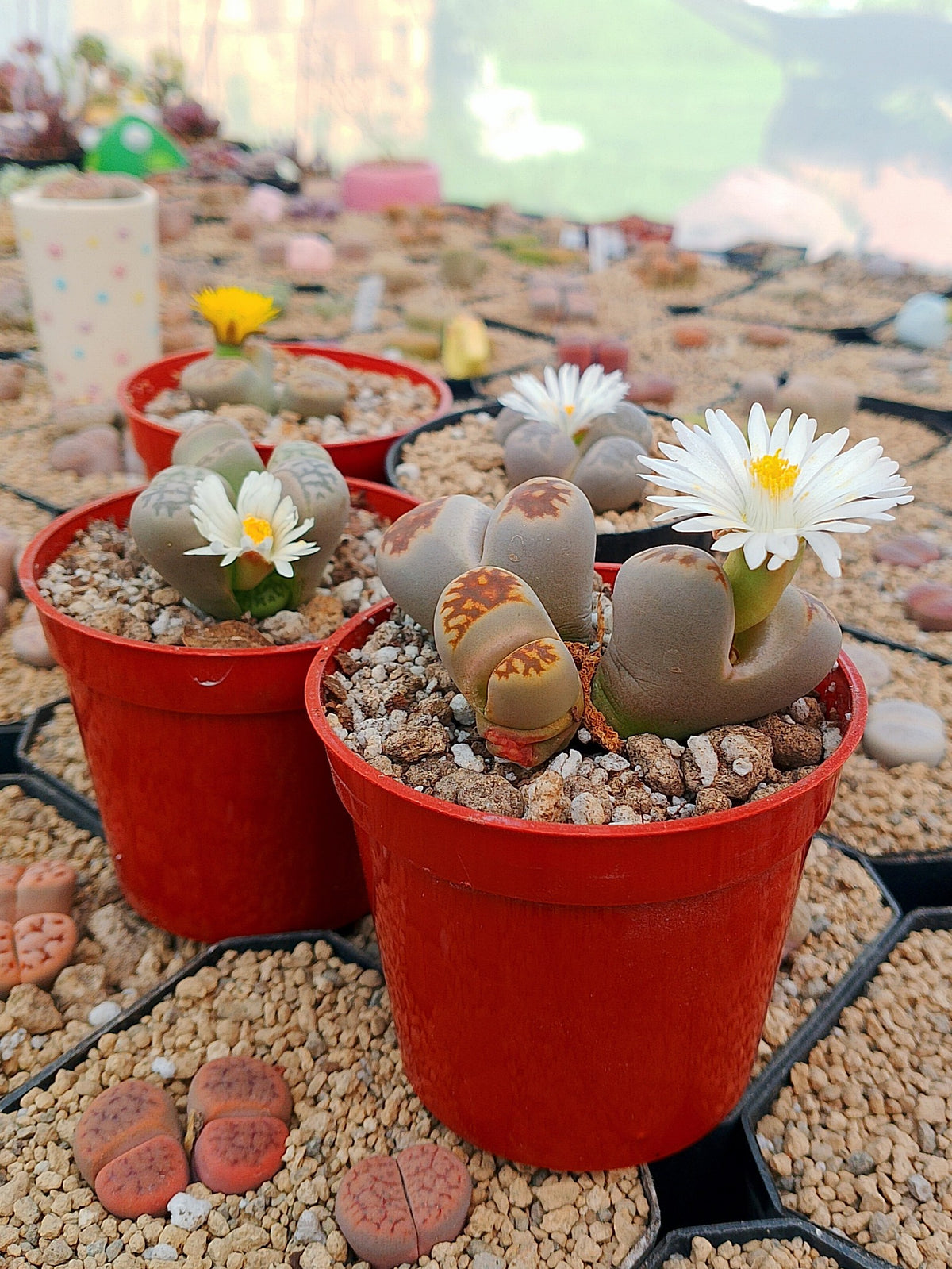 Lithops de 4-6 años de edad