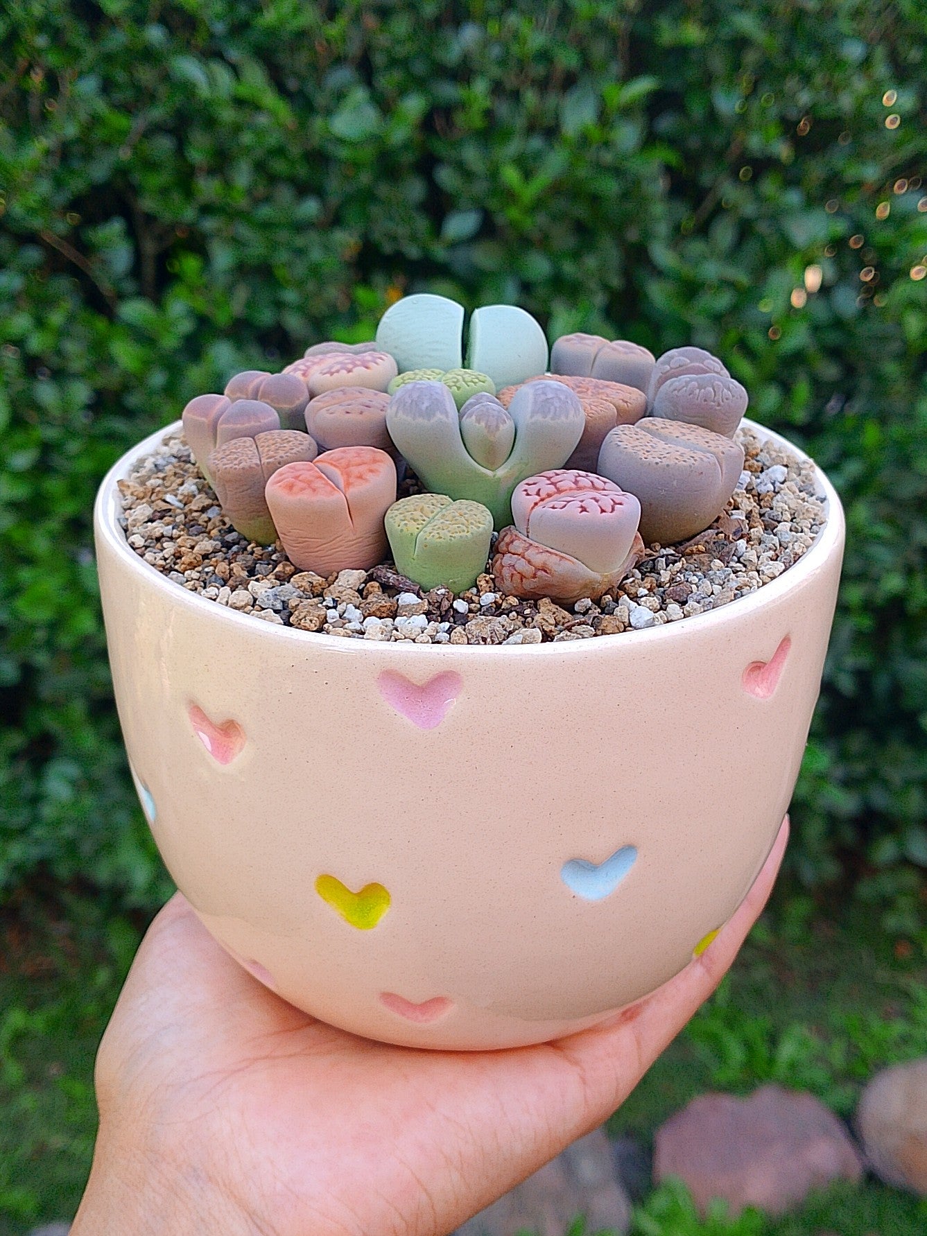 Paquetes de lithops