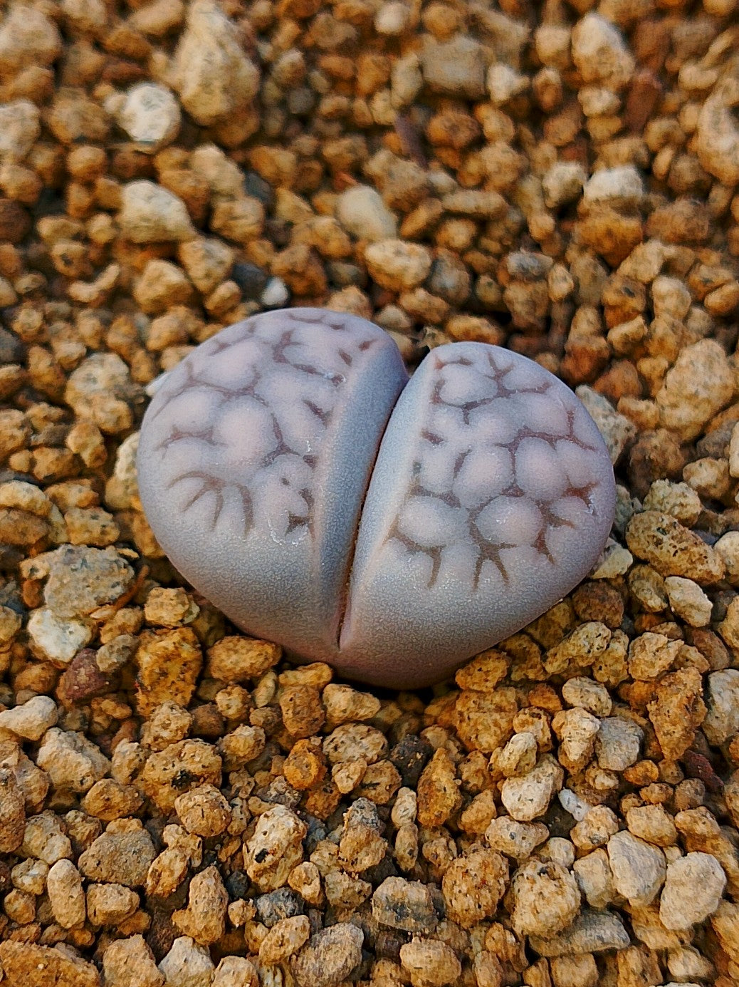 C147 	Lithops karasmontana ssp. eberlanzii (syn. erniana)