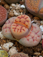 C227 	Lithops karasmontana ssp. karasmontana v. karasmontana (syn. jacobseniana)