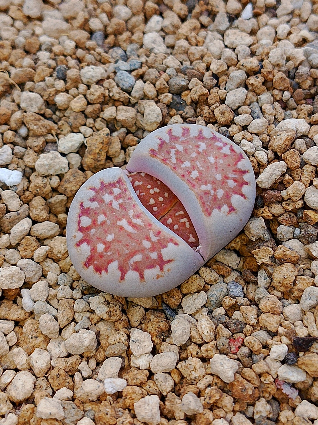 C064 	Lithops julii ssp. julii