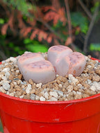 Lithops Schwantesii | 2 cabezas