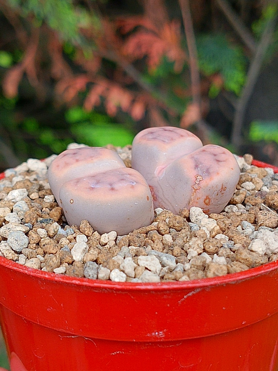 Lithops Schwantesii | 2 cabezas
