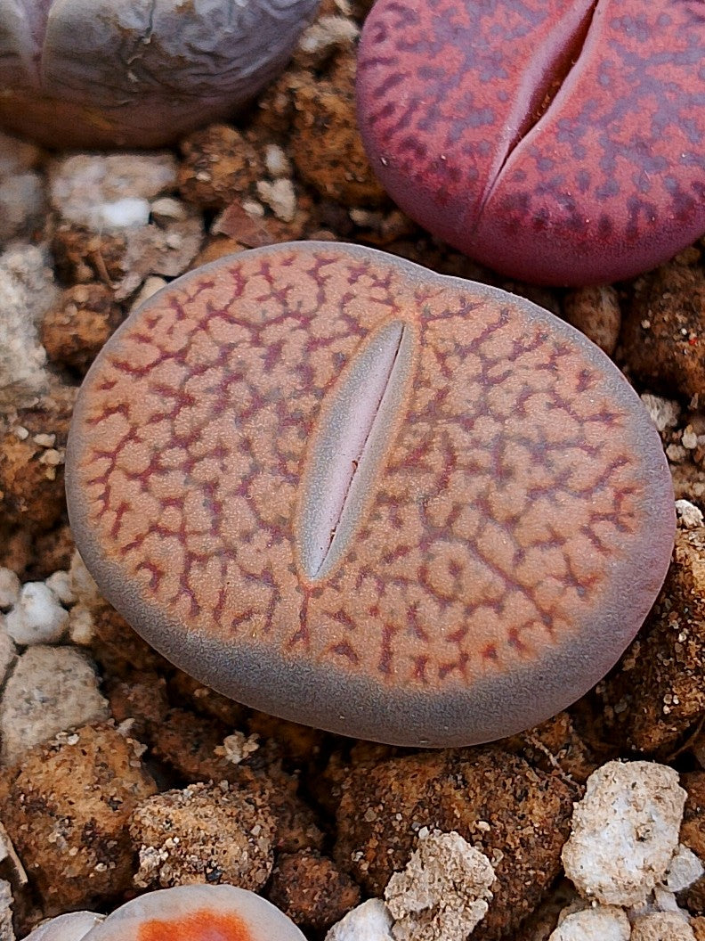 C154 	Lithops hookeri v. marginata (red-brown Form)