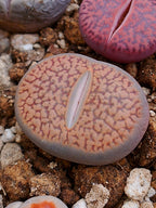 C154 	Lithops hookeri v. marginata (red-brown Form)