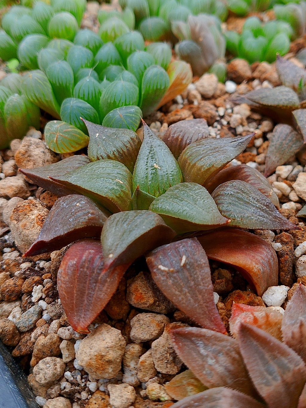 Haworthia RG C | maceta 3"