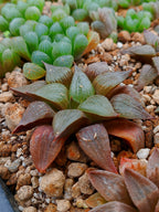 Haworthia RG C | maceta 3"