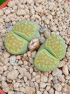 Lithops Hallii var ochracea 'Green soapstone' | 2 cabezas