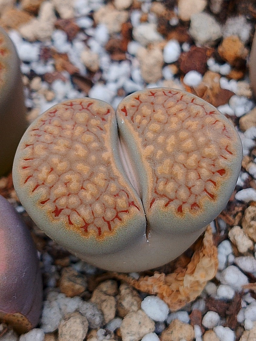 C135 Lithops hallii v. hallii (brown Form)