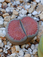 Cl018 Lithops Hallii