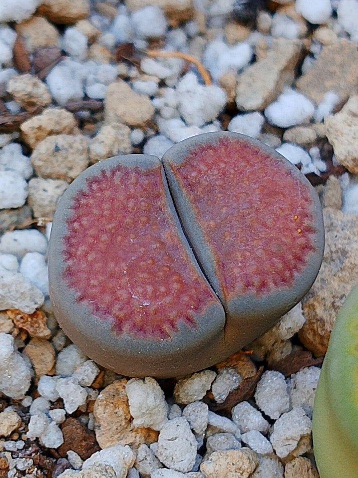 Cl018 Lithops Hallii