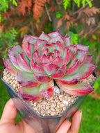 Echeveria Black Mink | maceta 4"