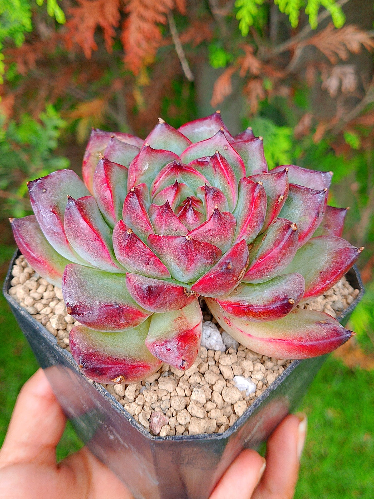 Echeveria Black Mink | maceta 4"