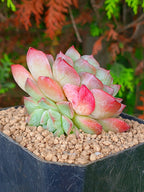 Echeveria Starmark | maceta 3"