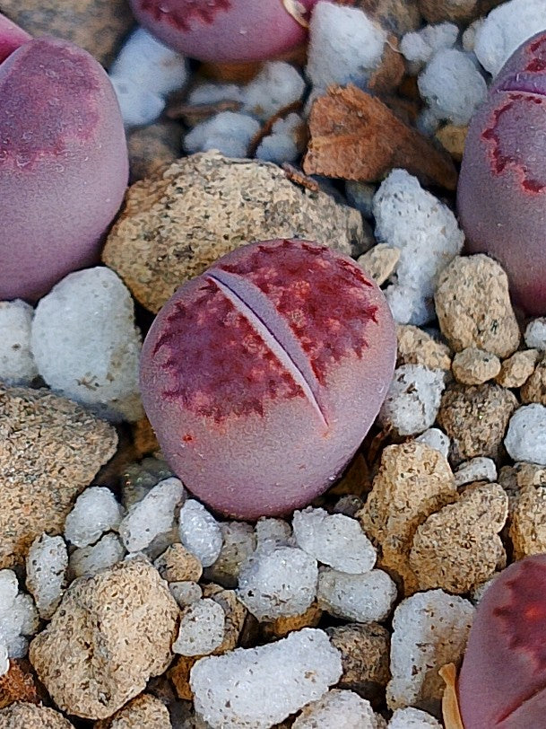 Lithops Salicola 'Satos Violet' 1.5 años