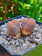 Lithops Hallii  | 2 cabezas