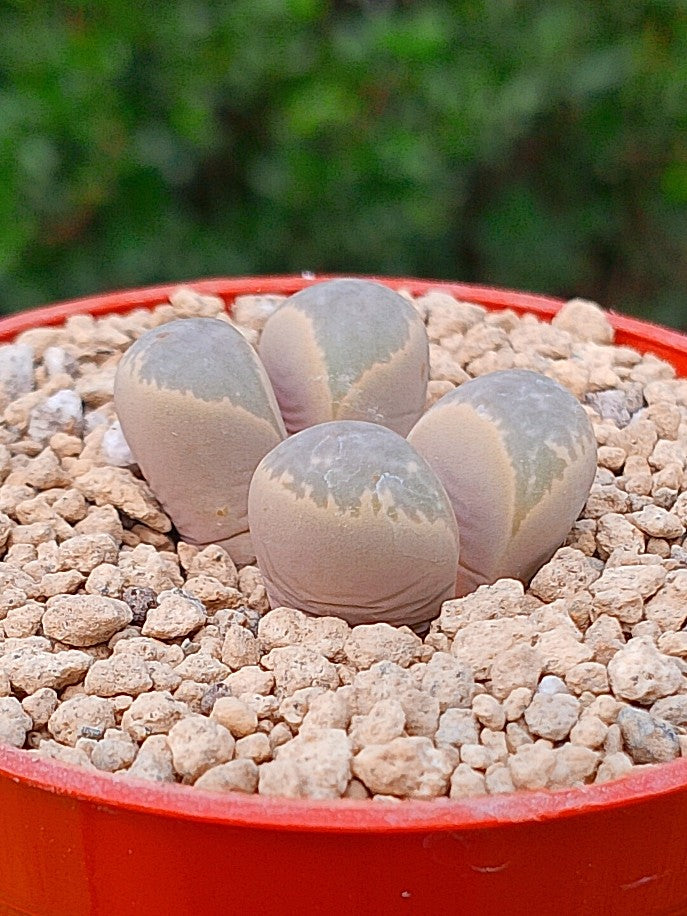 Lithops Helmutii | 2 cabezas