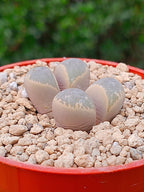 Lithops Helmutii | 2 cabezas