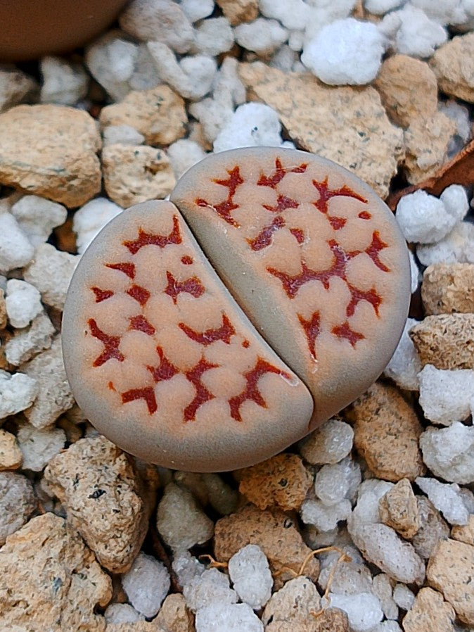C225 	Lithops karasmontana ssp. karasmontana v. karasmontana