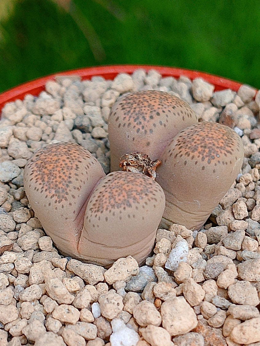 Lithops Terricolor | 2 cabezas