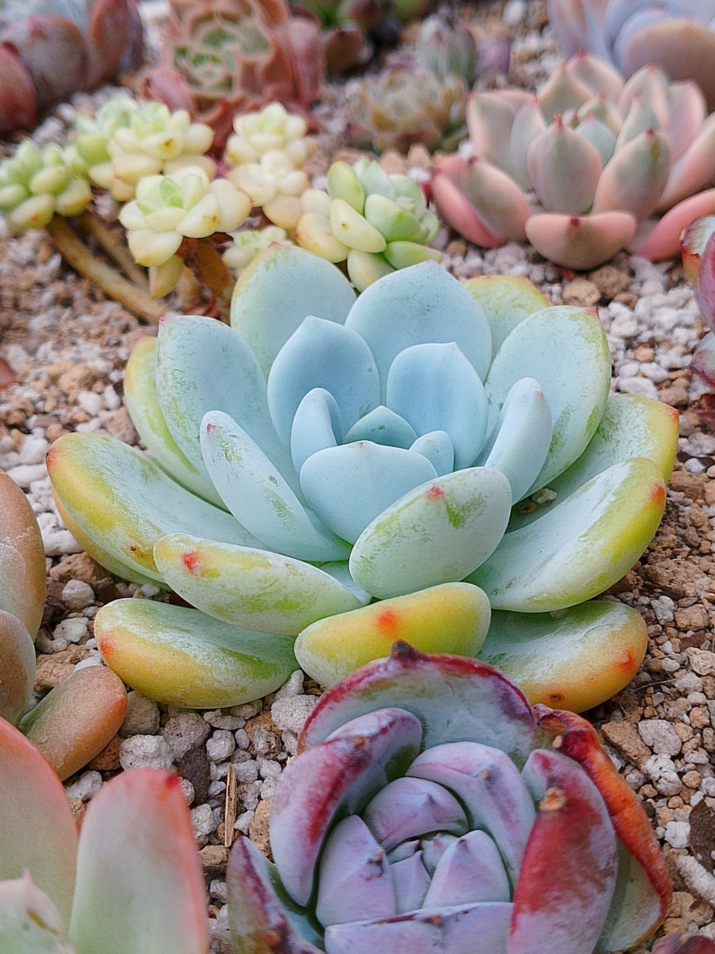 Echeveria White angel | maceta 3.5"