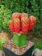 Injerto de Sulcorebutia Rauschii variegata| maceta 4"