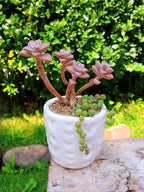 Graptopetalum paraguayense subsp. bernalense