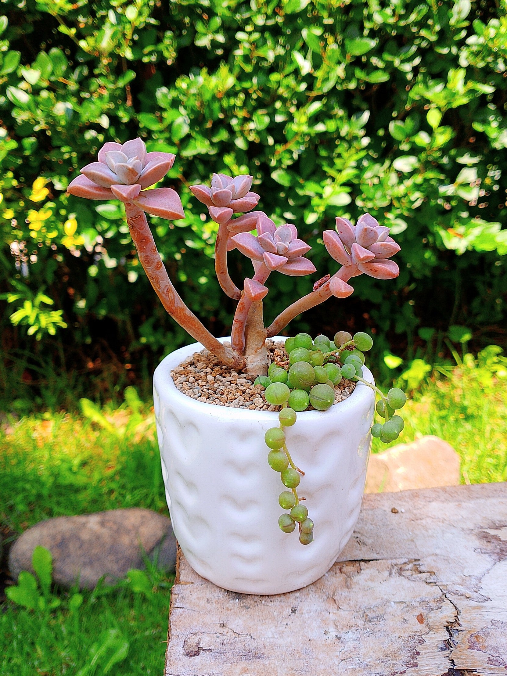 Graptopetalum paraguayense subsp. bernalense