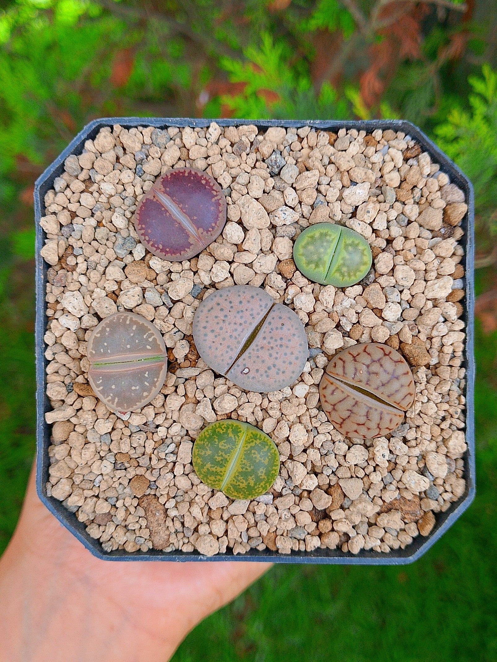 Paquete lithops cultivares R | maceta de 3.5"