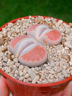 Lithops Karasmontana| 2 cabezas