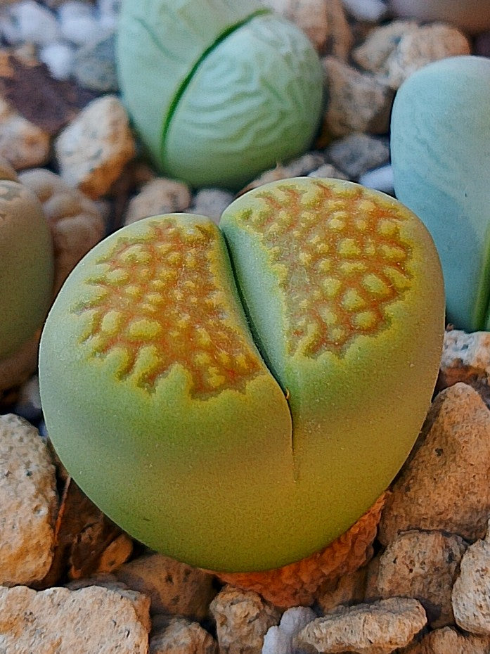C111A Lithops hallii v. ochracea 'Green Soapstone' A
