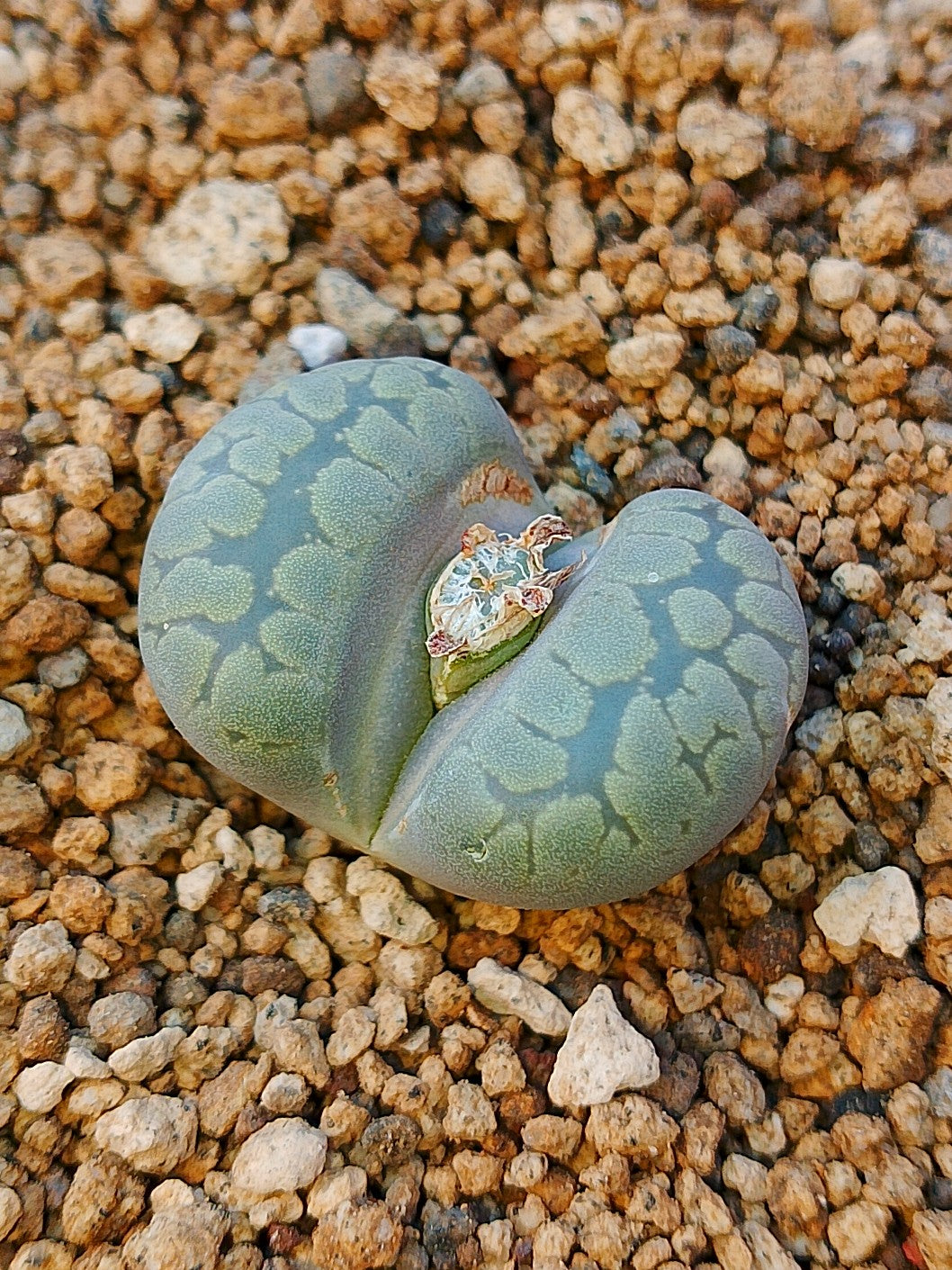 C128 Lithops otzeniana