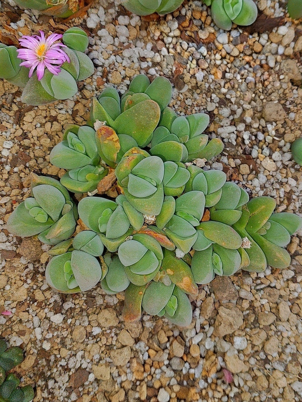Gibbaeum dispar| 12 CM de diámetro (a punto de florecer 21/08/26)
