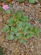Gibbaeum dispar| 12 CM de diámetro (a punto de florecer 21/08/26)