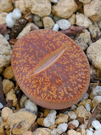 C364 	Lithops lesliei ssp. lesliei v. hornii