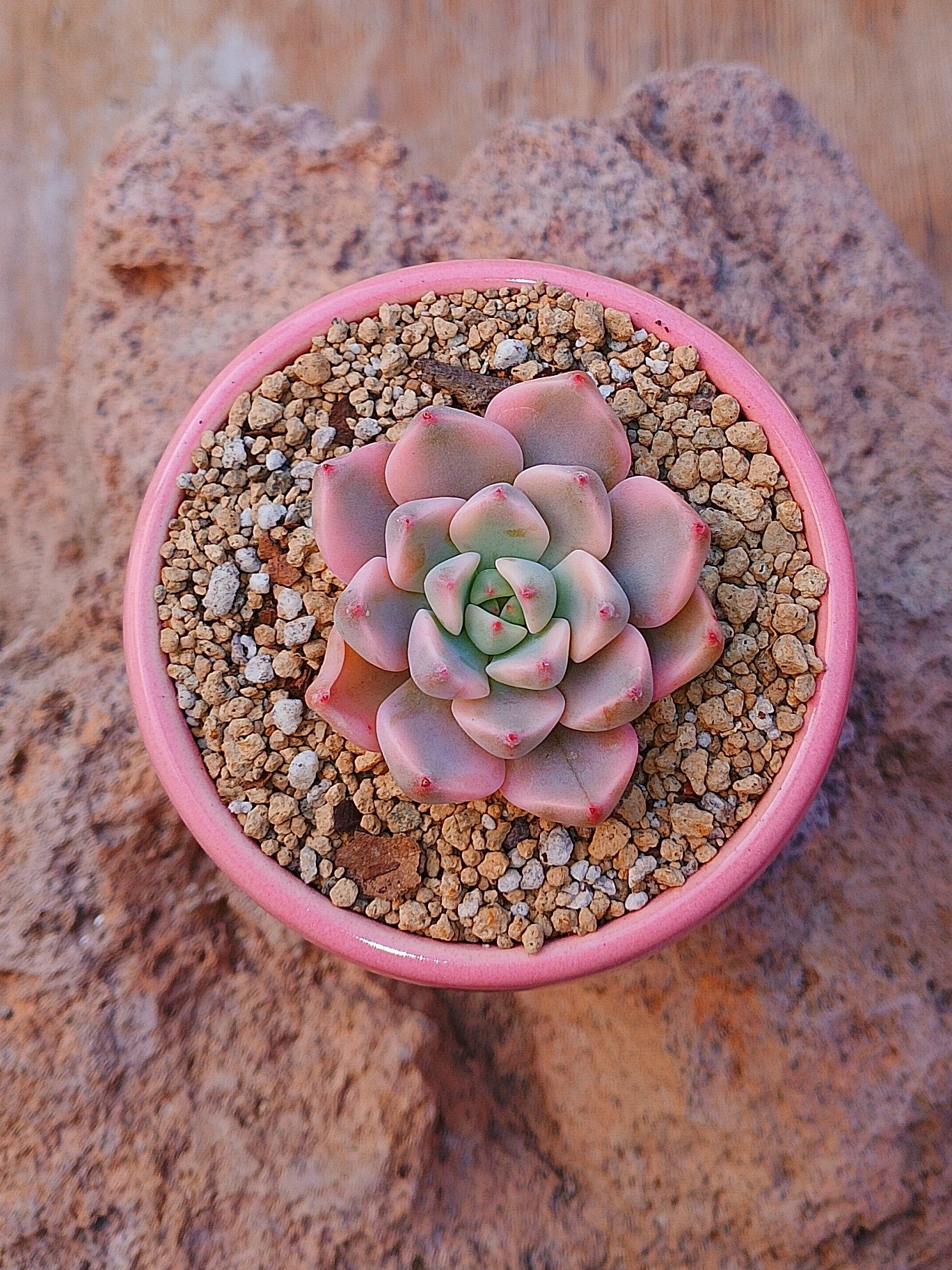 Echeveria Pink Beauty variegada