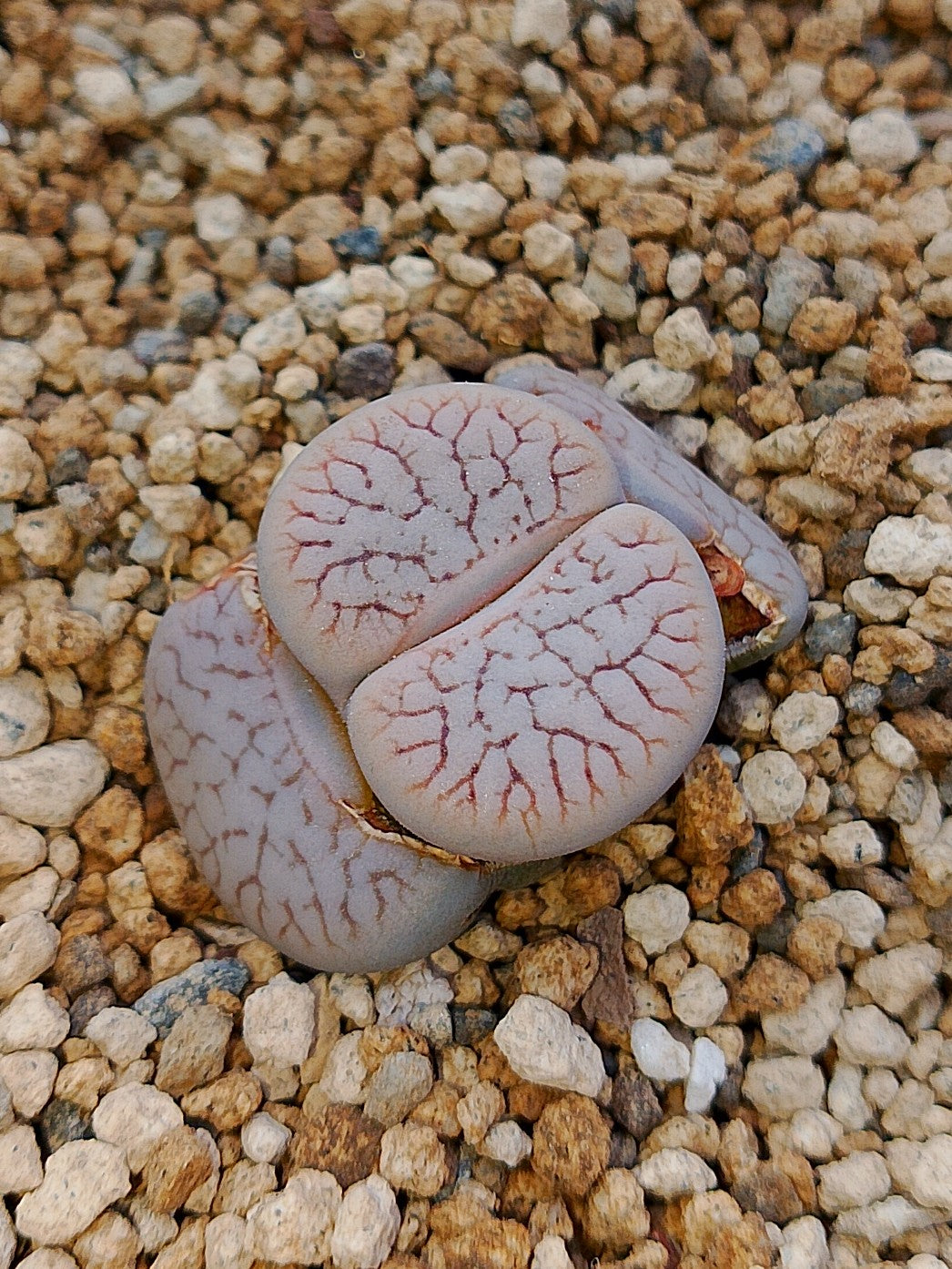 C357 	Lithops pseudotruncatella ssp. dendritica