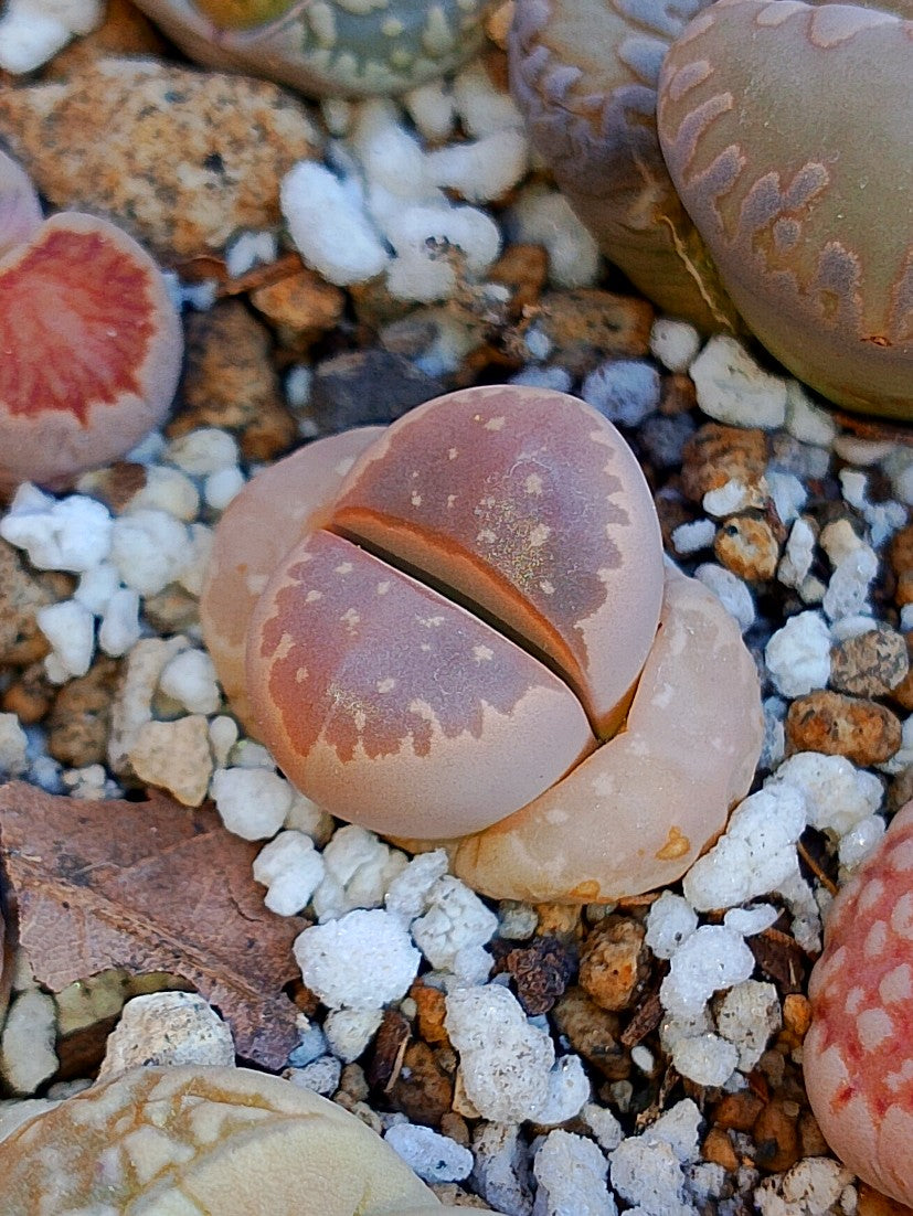 C403 	Lithops olivacea v. nebrownii