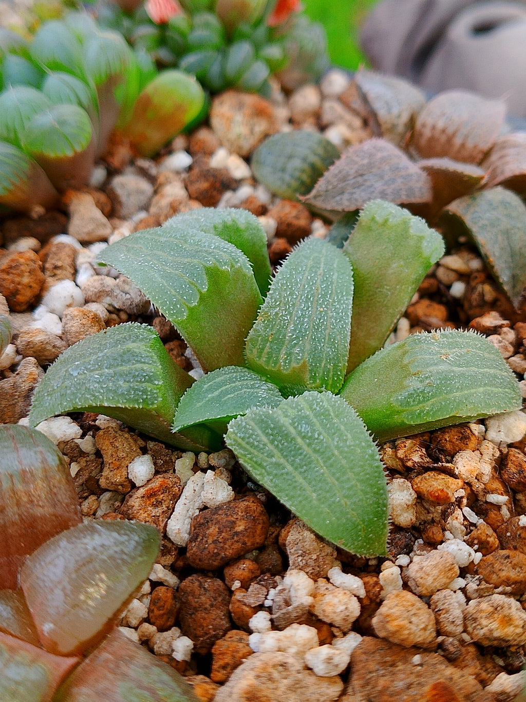 Haworthia RG G | maceta 3"