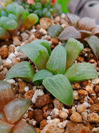 Haworthia RG G | maceta 3"
