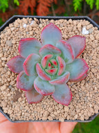 x Graptoveria Milky | Maceta 3"