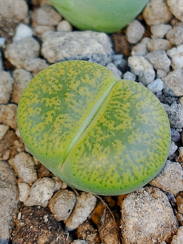 C036B 	Lithops lesliei ssp. lesliei v. lesliei 'Storms’s Albinigold'