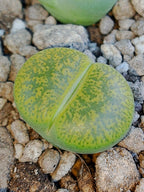 C036B 	Lithops lesliei ssp. lesliei v. lesliei 'Storms’s Albinigold'