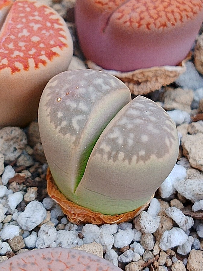 C232 	Lithops geyeri (syn. hillii)