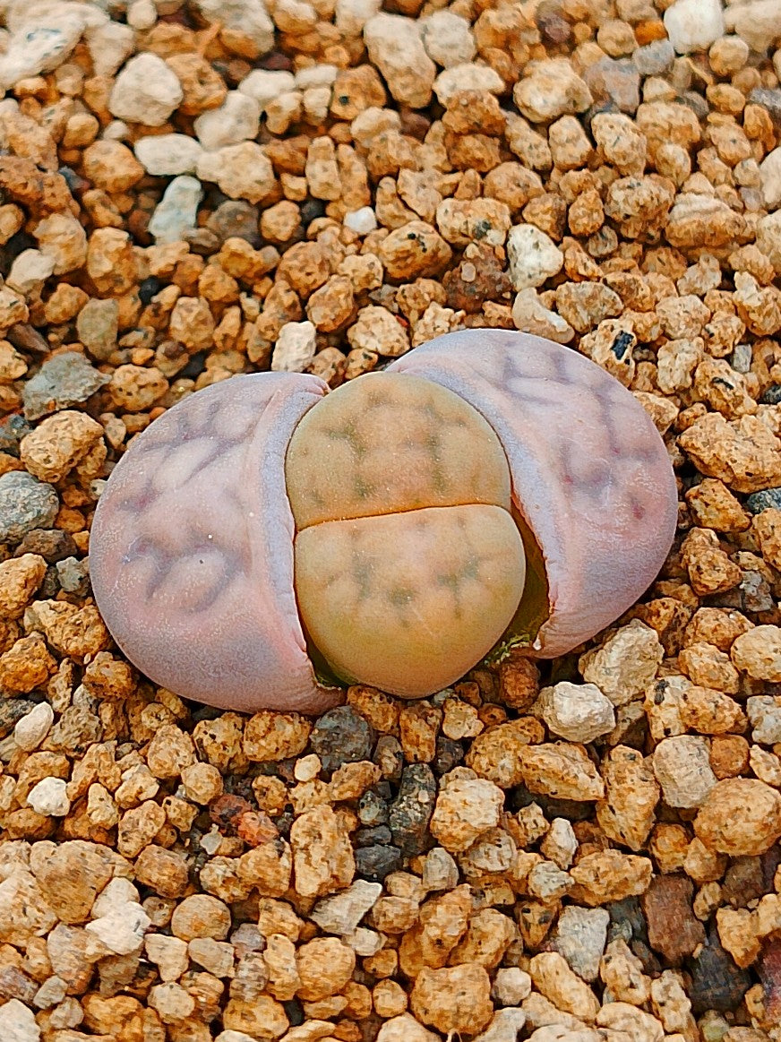 C317 	Lithops karasmontana ssp. karasmontana v. karasmontana (syn. mickbergensis)