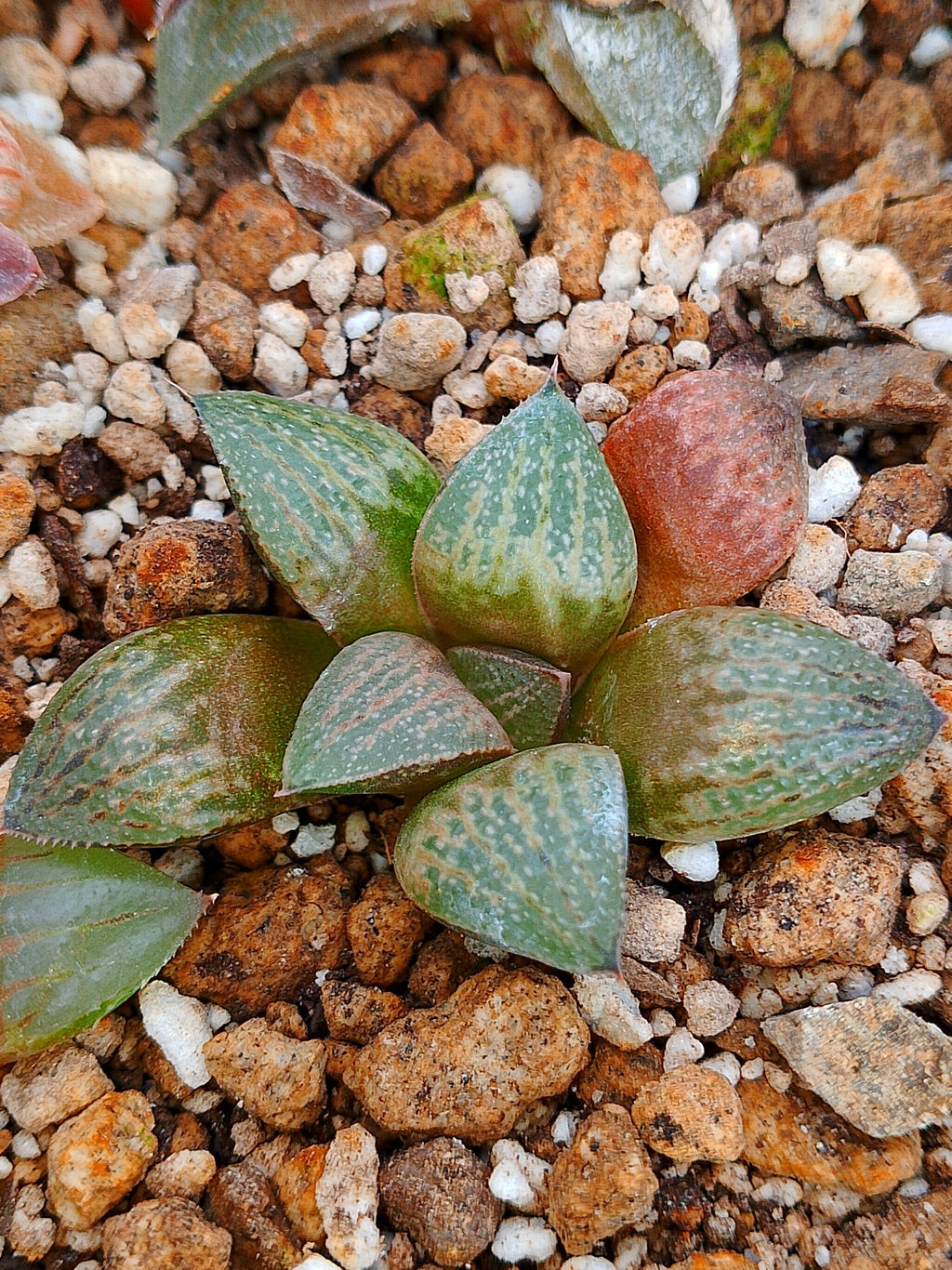 Haworthia RG A | maceta 2"