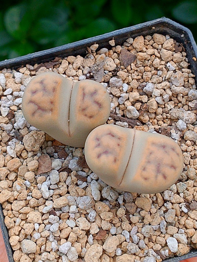 Lithops Schwantesii  | 2 cabezas