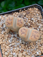 Lithops Schwantesii  | 2 cabezas